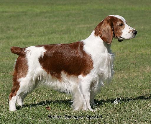 Welsh Springer Spaniel 9Y394D-041.JPG